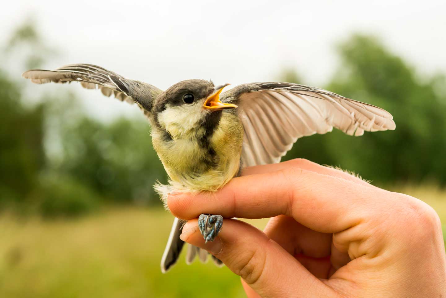 Vídeo introductorio